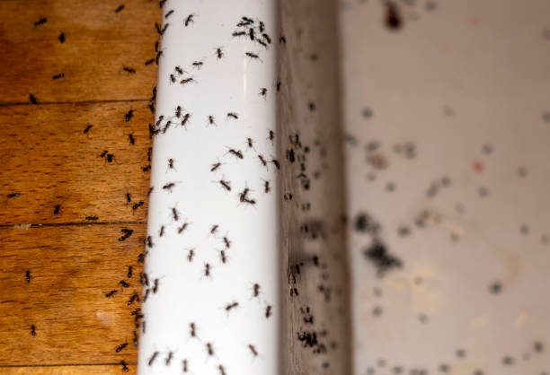 Best Mosquito Control Services  in Woodfield, SC